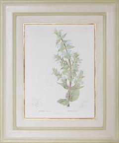 Pierre Antoine Poiteau SET OF TWELVE EARLY 19TH C BOTANICAL ENGRAVINGS AFTER PIERRE ANTOINE POITEAU - 4687533