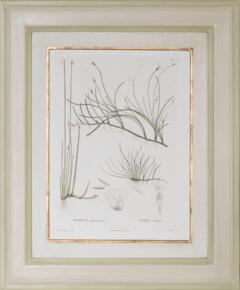 Pierre Antoine Poiteau SET OF TWELVE EARLY 19TH C BOTANICAL ENGRAVINGS AFTER PIERRE ANTOINE POITEAU - 4687534
