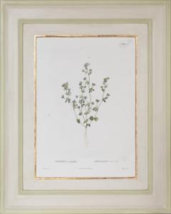 Pierre Antoine Poiteau SET OF TWELVE EARLY 19TH C BOTANICAL ENGRAVINGS AFTER PIERRE ANTOINE POITEAU - 4687535