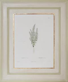Pierre Antoine Poiteau SET OF TWELVE EARLY 19TH C BOTANICAL ENGRAVINGS AFTER PIERRE ANTOINE POITEAU - 4687536