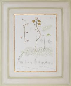 Pierre Antoine Poiteau SET OF TWELVE EARLY 19TH C BOTANICAL ENGRAVINGS AFTER PIERRE ANTOINE POITEAU - 4687537