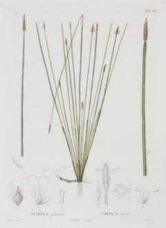 Pierre Antoine Poiteau SET OF TWELVE EARLY 19TH C BOTANICAL ENGRAVINGS AFTER PIERRE ANTOINE POITEAU - 4688634