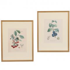 Pierre Jean Francois Turpin Set of 4 Botanical Fruit Prints by Pierre Francis Turpin French 1775 1840  - 4792223