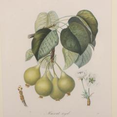 Pierre Jean Francois Turpin Set of 4 Botanical Fruit Prints by Pierre Francis Turpin French 1775 1840  - 4792225