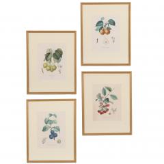 Pierre Jean Francois Turpin Set of 4 Botanical Fruit Prints by Pierre Francis Turpin French 1775 1840  - 4792227