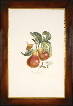 Pierre Jean Francois Turpin Trait des arbres fruitiers A Set of Pears - 1682547