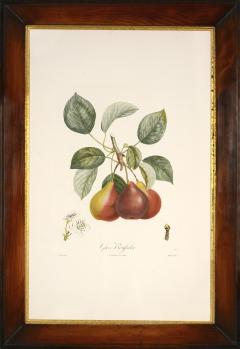 Pierre Jean Francois Turpin Trait des arbres fruitiers A Set of Pears - 1682548