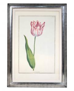 Pierre Joseph Buchoz A set of 6 Tulips - 763556