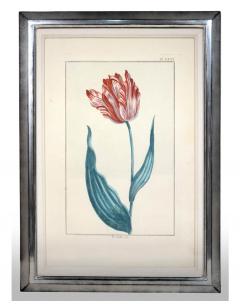 Pierre Joseph Buchoz A set of 6 Tulips - 763557