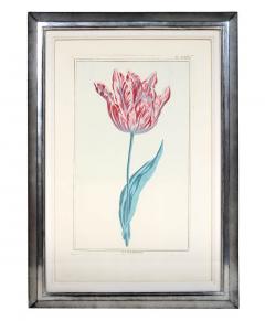 Pierre Joseph Buchoz A set of 6 Tulips - 763558