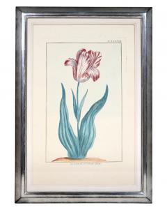 Pierre Joseph Buchoz A set of 6 Tulips - 763559