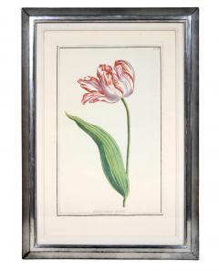 Pierre Joseph Buchoz A set of 6 Tulips - 763560