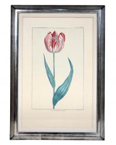 Pierre Joseph Buchoz A set of 6 Tulips - 763561