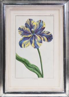 Pierre Joseph Buchoz Buchoz a group f four tulips 1781 - 1311299