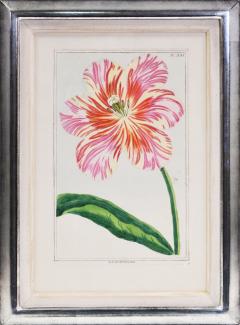 Pierre Joseph Buchoz Buchoz a group f four tulips 1781 - 1311301