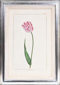 Pierre Joseph Buchoz Pierre Joseph Buchoz Group of six Tulips hand coloured engraved plates 1781 - 1434842