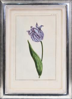 Pierre Joseph Buchoz Pierre Joseph Buchoz Group of six Tulips hand coloured engraved plates 1781 - 1434845