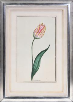 Pierre Joseph Buchoz Pierre Joseph Buchoz Group of six Tulips hand coloured engraved plates 1781 - 1434846