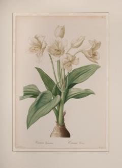 Pierre Joseph Redout Crinium Giganteum - 3388373