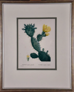Pierre Joseph Redout Flowering Cactus Redoute Hand colored Engraving Cactus Opuntia Polyanthos  - 2718301