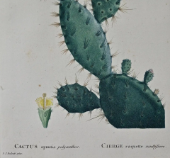 Pierre Joseph Redout Flowering Cactus Redoute Hand colored Engraving Cactus Opuntia Polyanthos  - 2718306