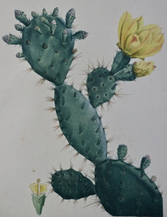 Pierre Joseph Redout Flowering Cactus Redoute Hand colored Engraving Cactus Opuntia Polyanthos  - 2718308