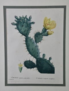Pierre Joseph Redout Flowering Cactus Redoute Hand colored Engraving Cactus Opuntia Polyanthos  - 2718309