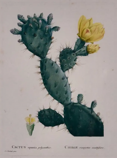 Pierre Joseph Redout Flowering Cactus Redoute Hand colored Engraving Cactus Opuntia Polyanthos  - 2718572