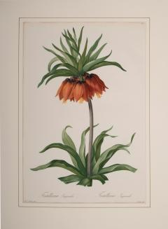 Pierre Joseph Redout Fritillaria Imperialis - 3387889