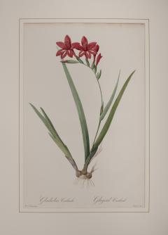 Pierre Joseph Redout Gladiolus Cardinalis - 3388474