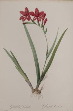 Pierre Joseph Redout Gladiolus Cardinalis - 3388512