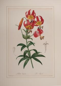 Pierre Joseph Redout Lilium Superbum - 3387891