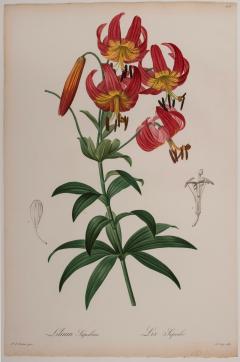 Pierre Joseph Redout Lilium Superbum - 3387892