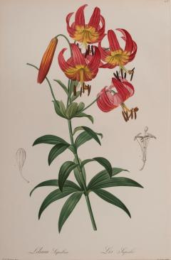 Pierre Joseph Redout Lilium Superbum - 3387901