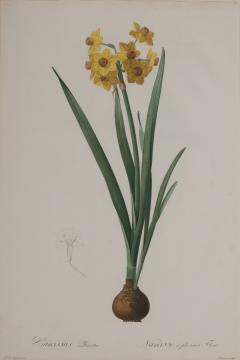 Pierre Joseph Redout Narcissus - 3388890