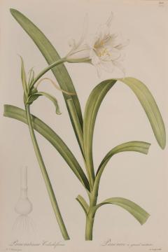 Pierre Joseph Redout Pancratium Calathiforme - 3388178