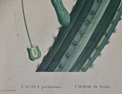 Pierre Joseph Redout Redoute Hand colored Engraving of Cactus Flowers Cactus Peruvianus Cierge  - 2718305