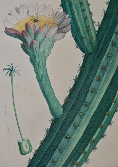 Pierre Joseph Redout Redoute Hand colored Engraving of Cactus Flowers Cactus Peruvianus Cierge  - 2718311