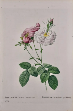 Pierre Joseph Redout Rosa Damacena Celsiana Roses Original 19th C Hand colored Redoute Engraving - 2936316