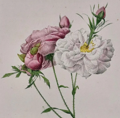 Pierre Joseph Redout Rosa Damacena Celsiana Roses Original 19th C Hand colored Redoute Engraving - 2936338