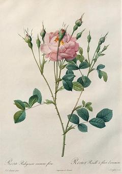 Pierre Joseph Redout Rosa Rubiginosa anemone flora by Pierre Joseph REDOUT  - 3194993