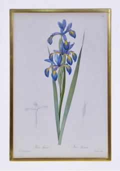 Pierre Joseph Redoute Redoute Set of Twelve Irises stipple engraved and finished by hands - 1067276