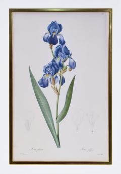 Pierre Joseph Redoute Redoute Set of Twelve Irises stipple engraved and finished by hands - 1067277