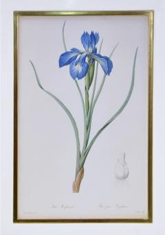 Pierre Joseph Redoute Redoute Set of Twelve Irises stipple engraved and finished by hands - 1067278