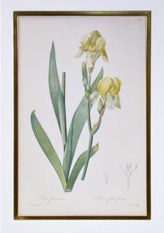 Pierre Joseph Redoute Redoute Set of Twelve Irises stipple engraved and finished by hands - 1067280