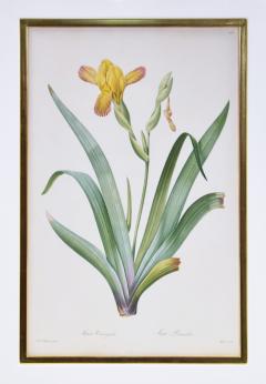 Pierre Joseph Redoute Redoute Set of Twelve Irises stipple engraved and finished by hands - 1067281