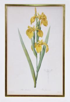 Pierre Joseph Redoute Redoute Set of Twelve Irises stipple engraved and finished by hands - 1067282