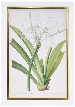 Pierre Joseph Redoute Set of Six White Lillies - 1202660