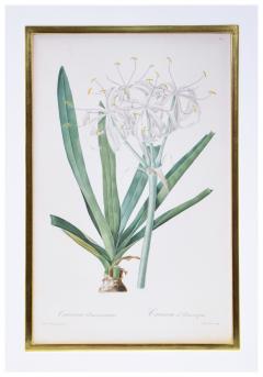 Pierre Joseph Redoute Set of Six White Lillies - 1202661