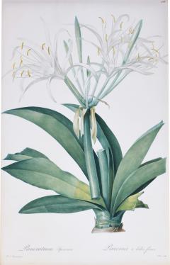 Pierre Joseph Redoute Set of Six White Lillies - 1202716